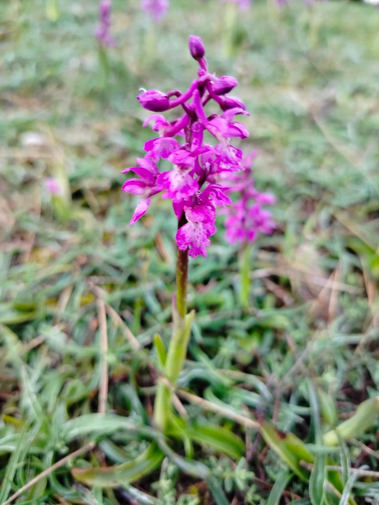 Orquídea parecida a una mezcla de las dos anteriores. Pétalos de púrpura brillante con el centro claro y puntos del color anterior. Inflorescencia compacta pero no tanta como O. purpurea
