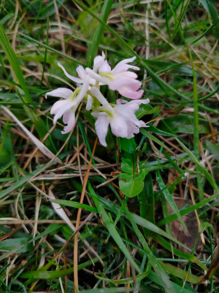 orquídea chikita de la misma especie que la última del post anterior con los pétalos blancos ligeramente rosáceos y un poco triste😔 se le van pa bajo 