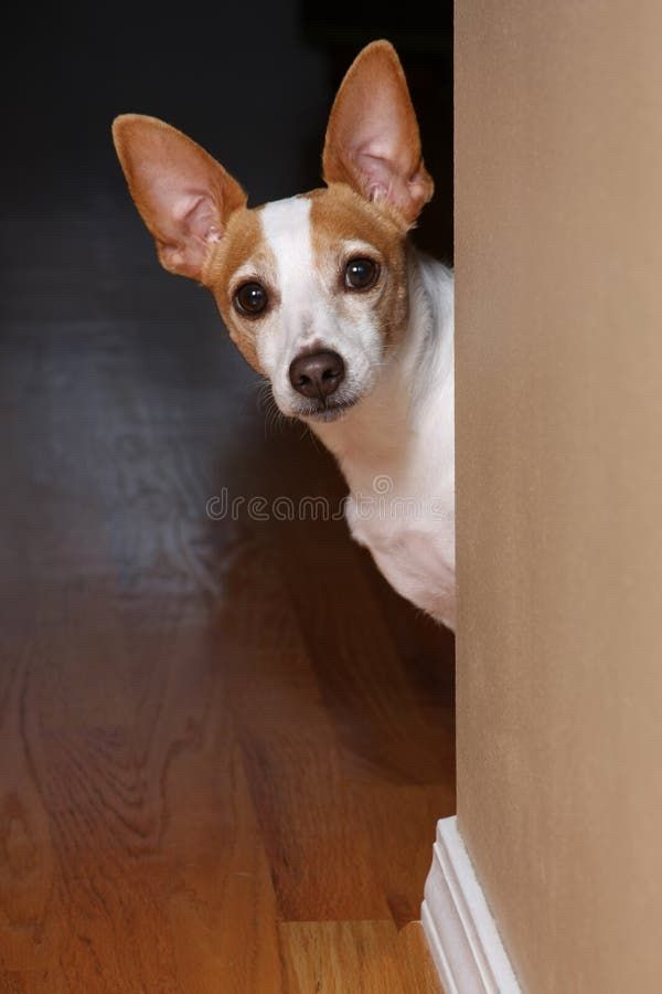 A stock image of a dog looking around a corner