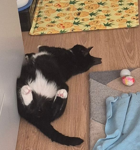 A black and white cat sleeping on its back on a hard floor to keep cool, with its back legs in the air