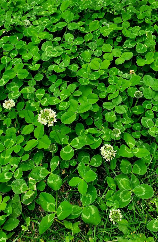 small white flowers and green clover
