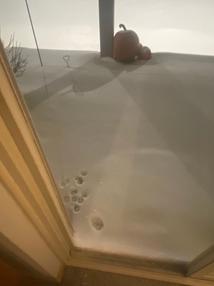 A few tracks in snow where a small dog stepped outside, rejected thr idea of going potty in the cold, and immediately came back inside. 