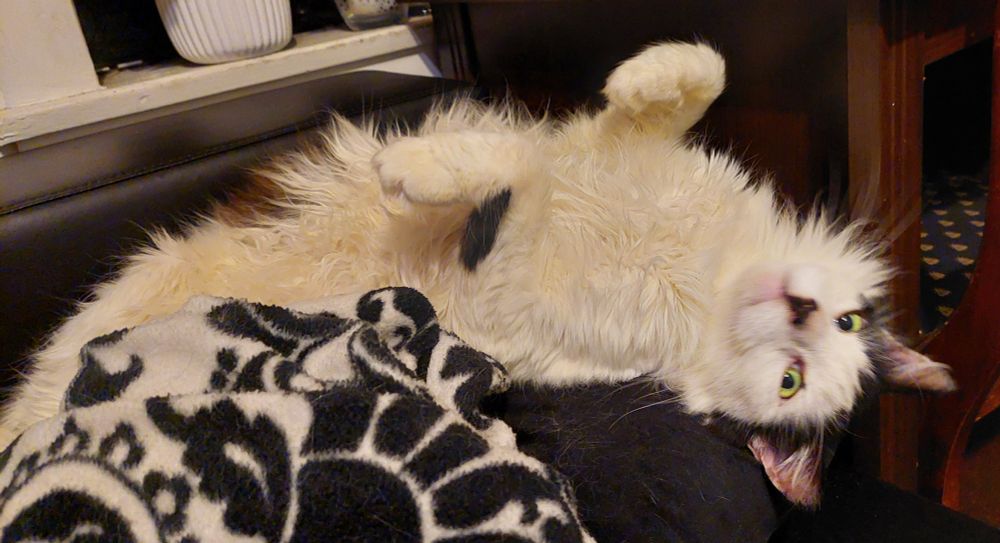 Angel, a cow cat, lying on his back on the couch in a crescent position. He has a comical look on his face.