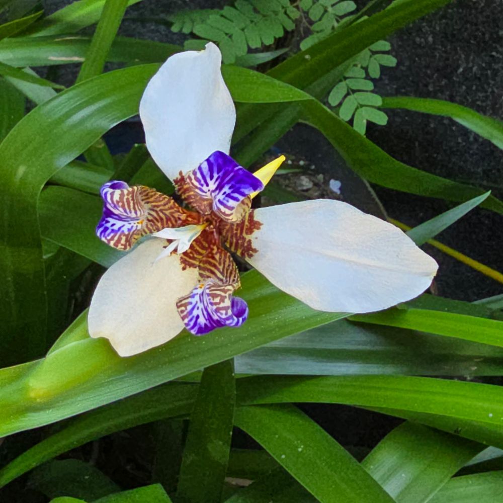 Foto de flor com pétalas brancas e pétalas roxas e brancas tigradas no centro 