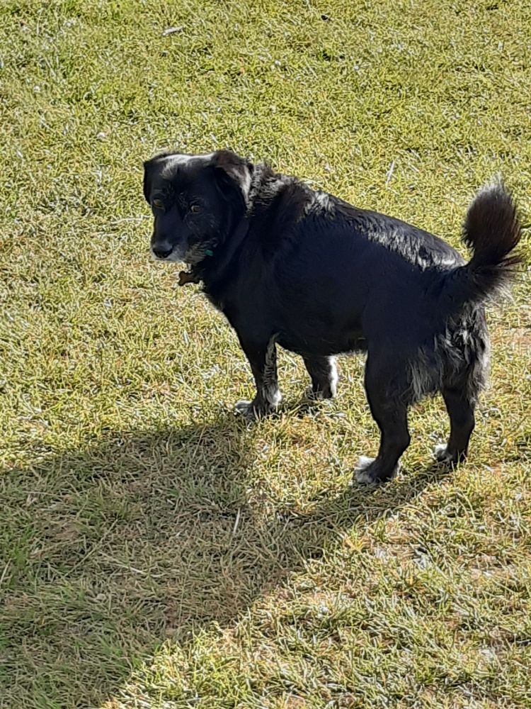 A moderately sized black dog with short legs and a floofy curled tail stands looking over her left shoulder.