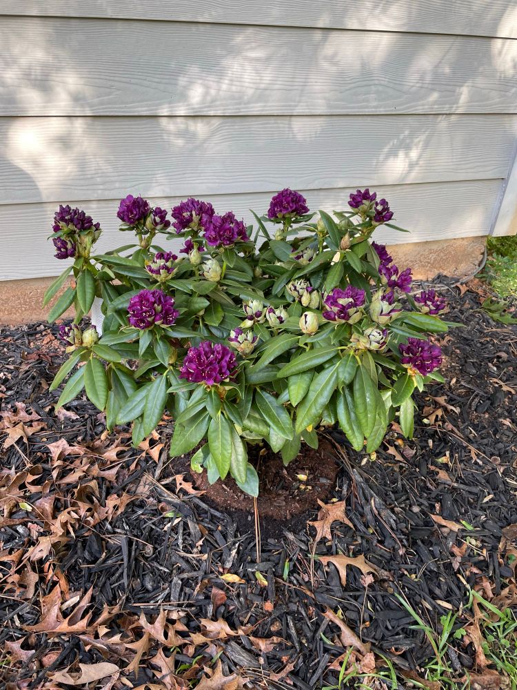 Purple Polarnacht rhododendron by house corner