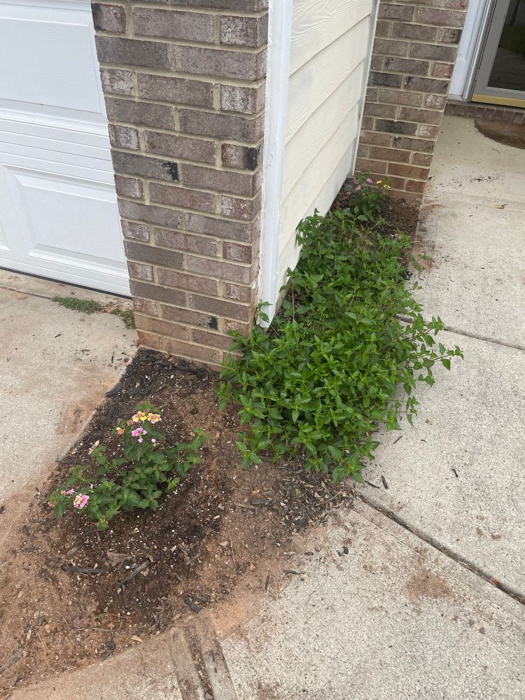 Lantana next to walkway