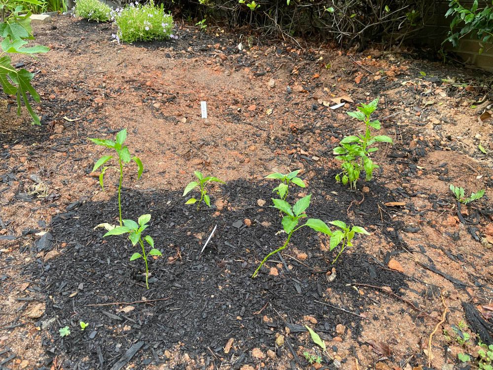 Peppers, basil, herbs, and phlox