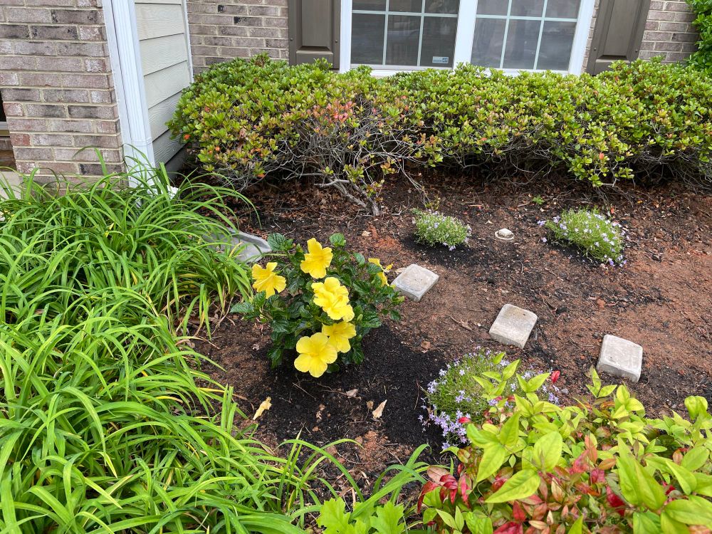 Hibiscus and phlox among lilies