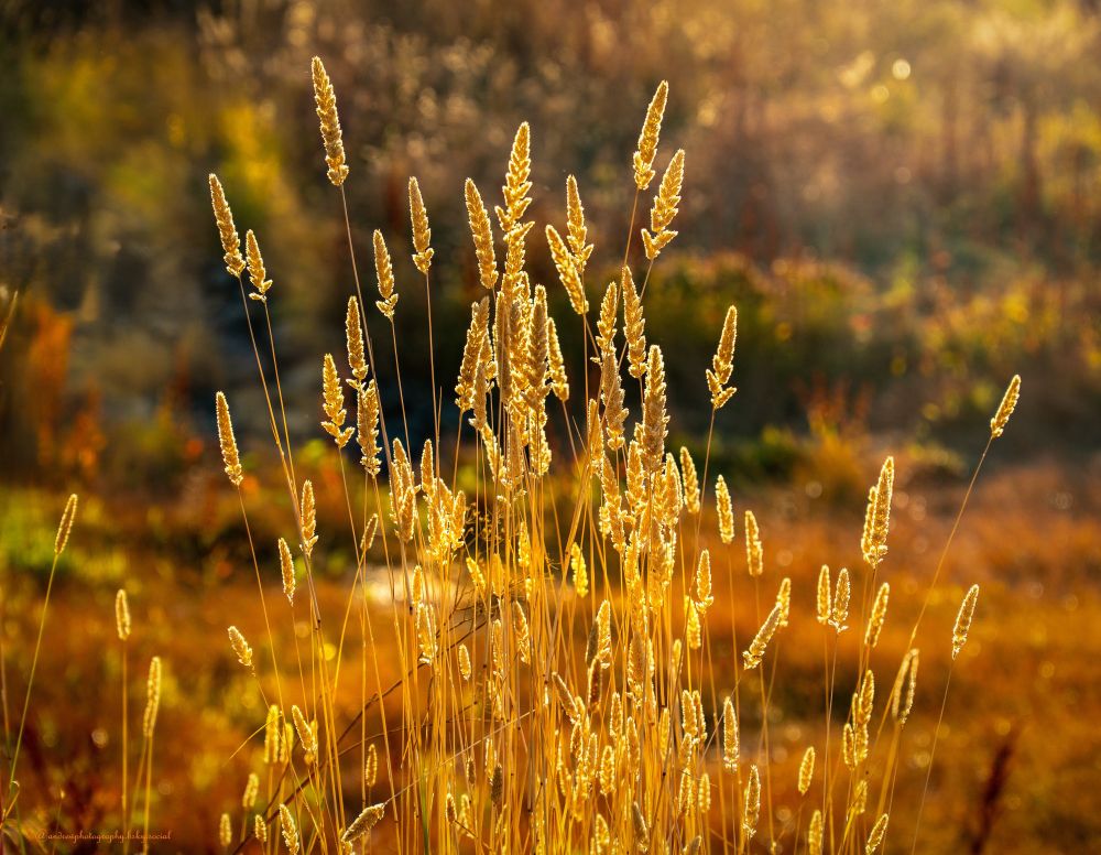 Ornamental fountain grass seed heads illuminated by warm golden hour sunlight, with dozens of delicate, feathery plumes glowing like spun gold against a softly blurred background of trees and foliage in warm amber and honey tones 