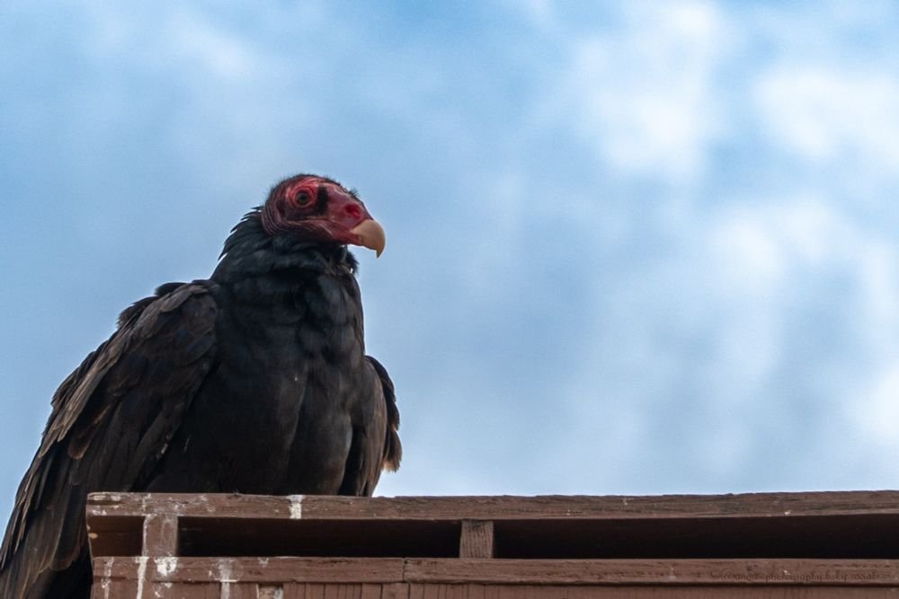A turkey vulture perched on a weathered wooden structure, photographed from a low angle against a cloudy blue sky. The bird's distinctive red, wrinkled head and pale hooked beak are prominent. Its dark black plumage appears slightly ruffled, with visible feather detail on the wings and body. The vulture is looking upward and to the right, its eye clearly visible. White bird droppings mark the wooden beam beneath it