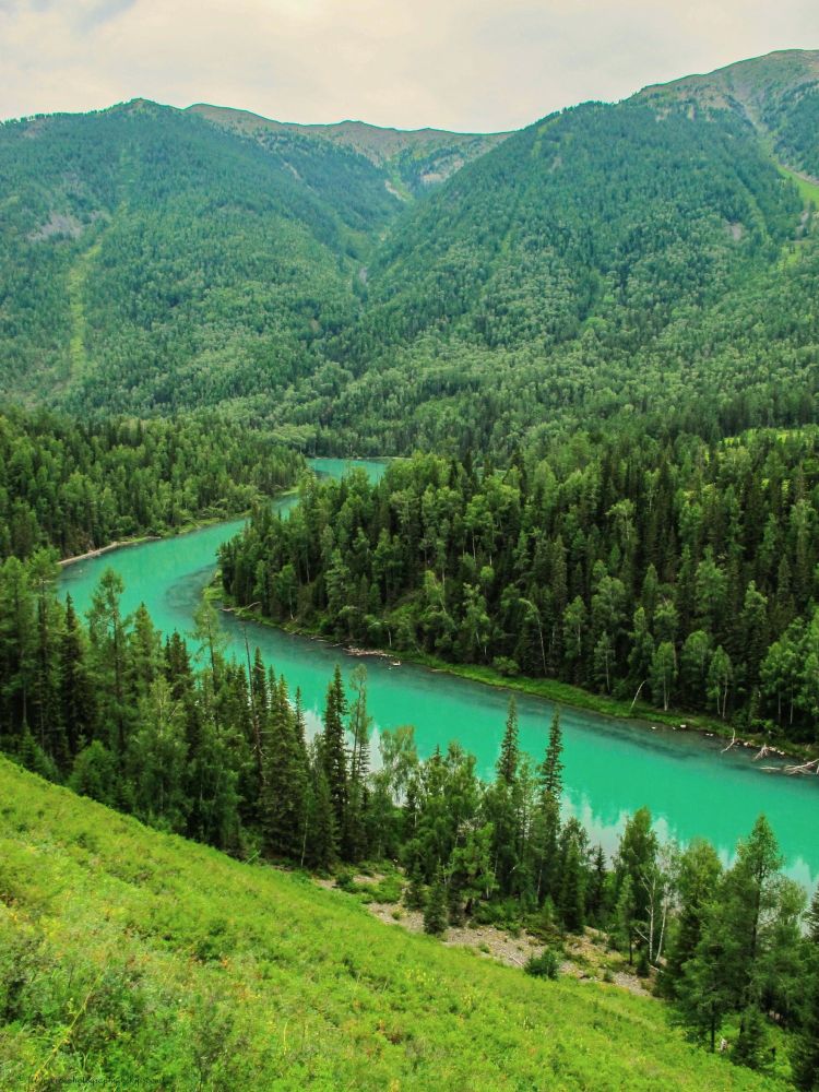 Aerial view of a turquoise glacial river winding through a lush green valley in the Kanas Lake region of Xinjiang, China. Dense coniferous forests cover rolling mountains under an overcast sky, with bright green vegetation in the foreground