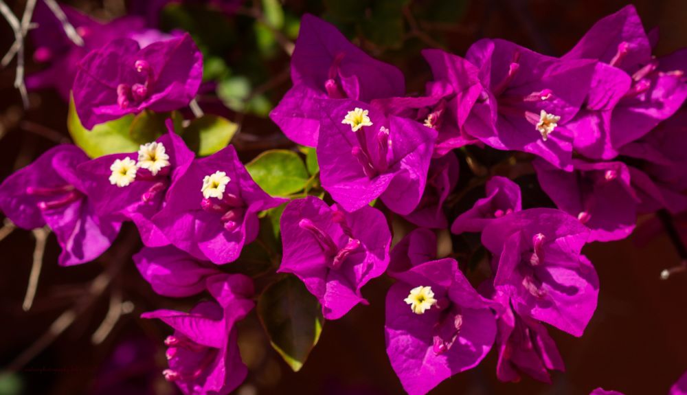 A vibrant cluster of magenta-purple bougainvillea bracts fills the frame, creating a stunning display of tropical color. The papery, triangular bracts surround small white tubular flowers at their centers, which are the plant's true blooms. Green leaves are visible between the colorful bracts, providing contrast against the rich purple-pink hues. The lighting enhances the translucent quality of the bracts, making them appear to glow with intense color. The composition shows multiple flowering clusters overlapping, creating depth and texture in the botanical display