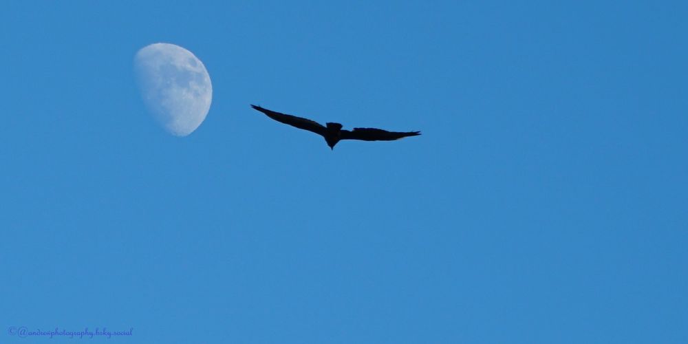 A breathtaking dusk scene featuring the silhouette of a large bird soaring gracefully through the deepening blue twilight sky. The bird's wings are perfectly extended in flight, creating a dramatic black outline against the rich azure backdrop of the evening sky. A luminous half moon glows softly in the distance, adding an ethereal quality to this magical golden hour moment. The composition captures the serene transition from day to night, when both earthbound creatures and celestial bodies share the same canvas