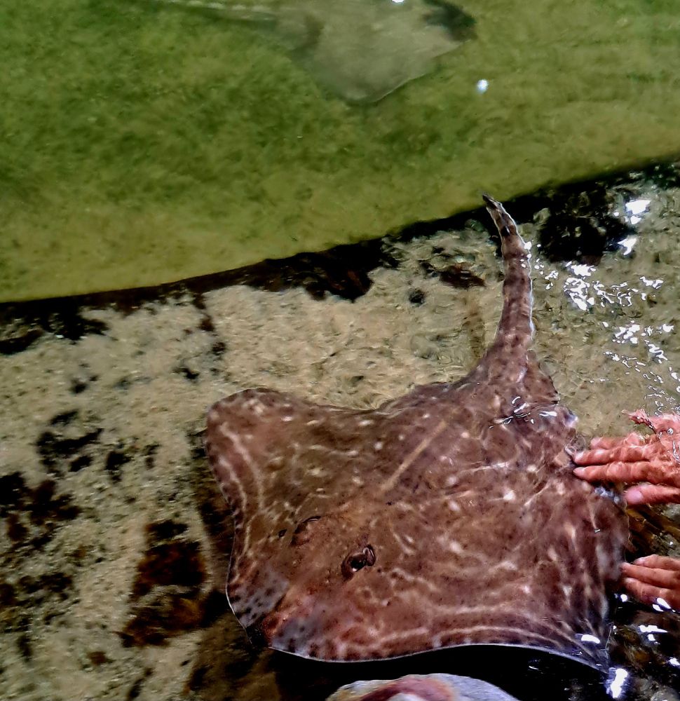 Ein Rochen im Wasser, zwei Hände berühren ihn mit den Fingerspitzen