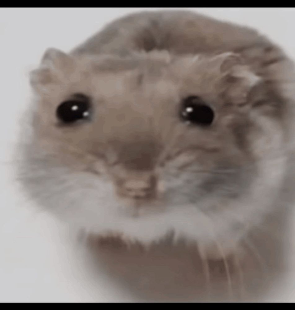 a close up of a hamster with big black eyes