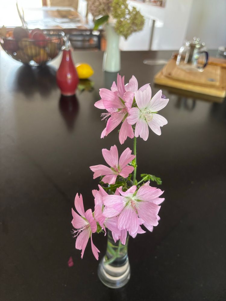 Petit bouquet de mauve sauvage sur plan de cuisine noir 