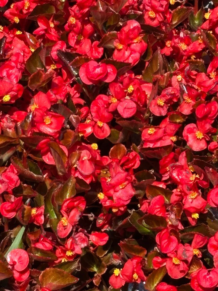 Bégonias énorme massif 