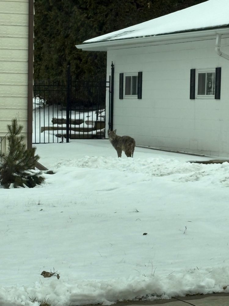 lone coyote on someone’s driveway, broad daylight