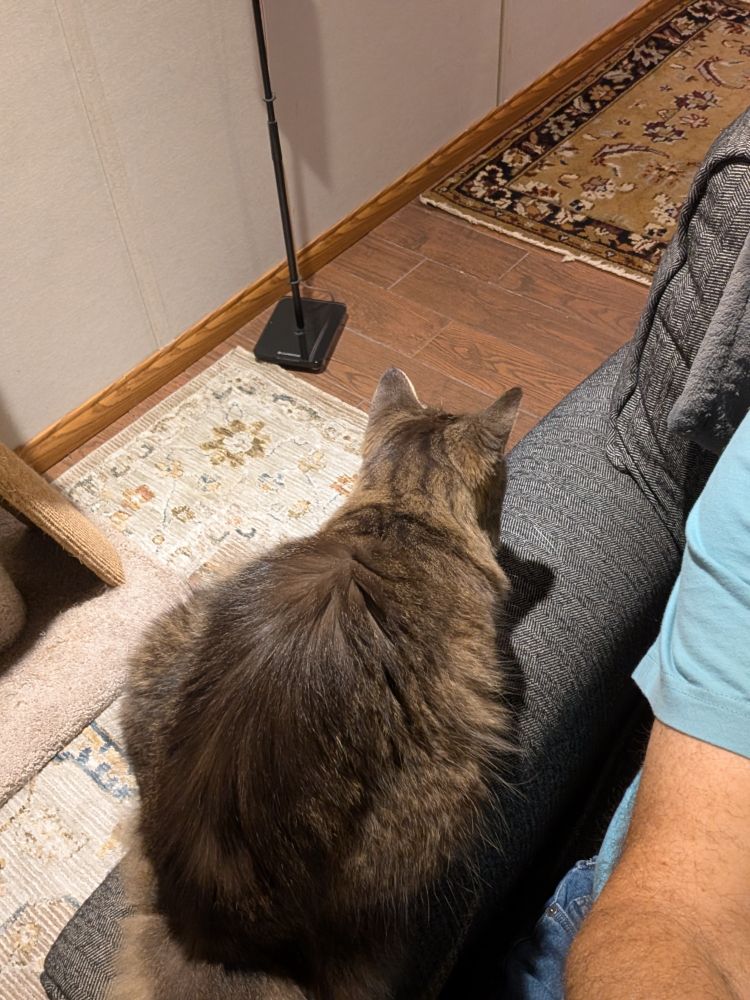 Kitty is hanging out next to its human