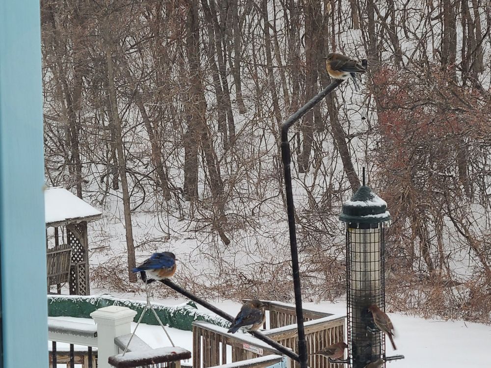 Bluebirds at a feeder in February in upstate NY 