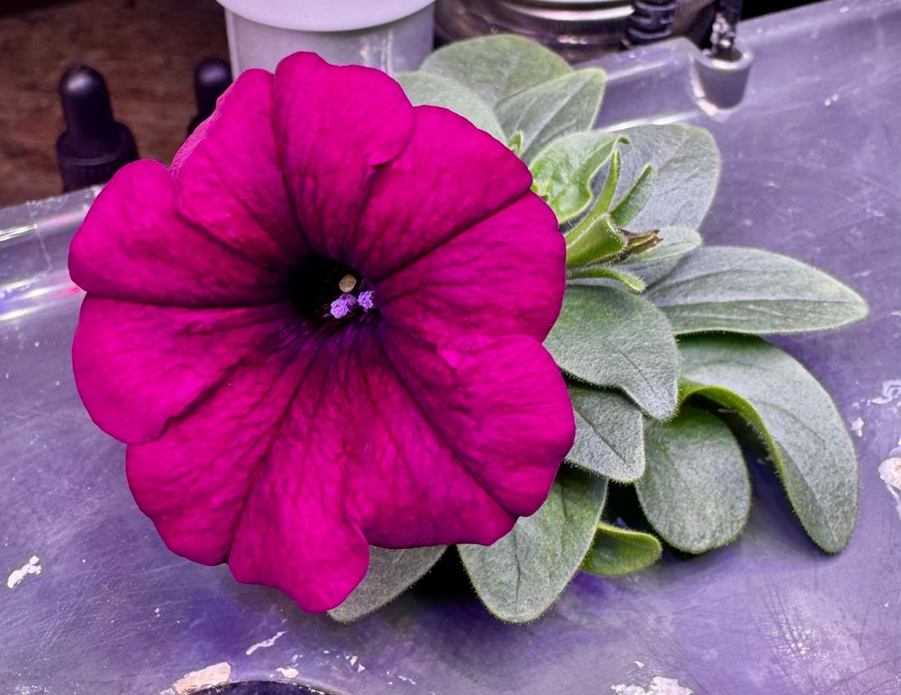Cascade petunia bloom 