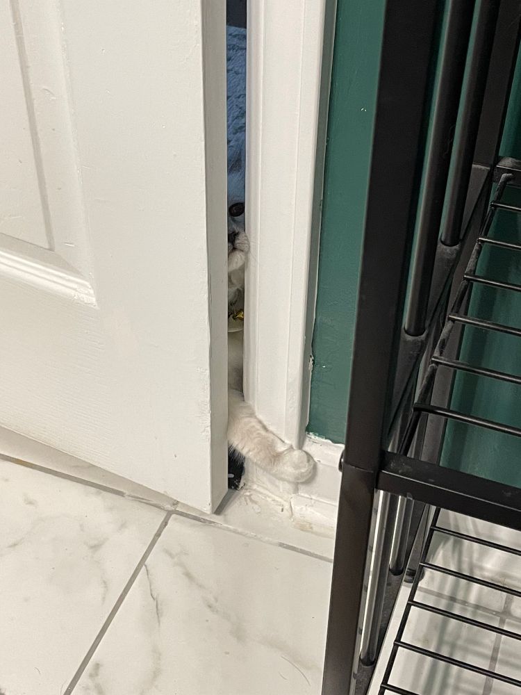 Photo of a ragdoll cat 