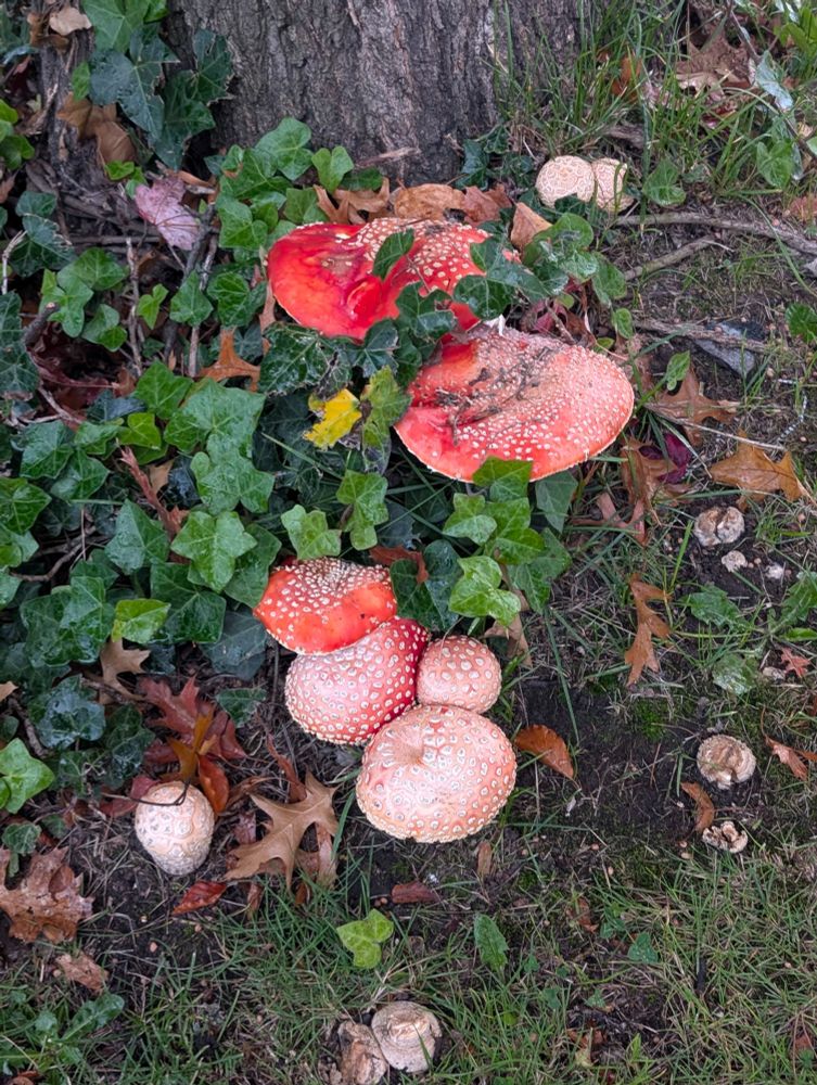 A grouping of mushrooms.