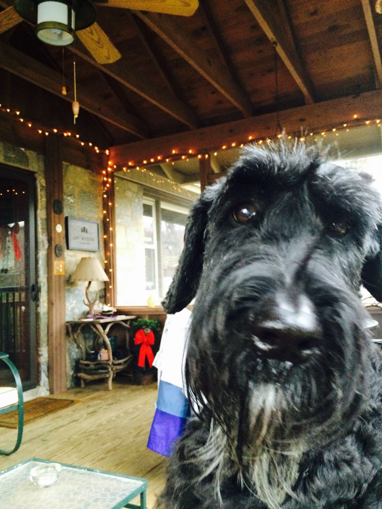 Pic is of a graying giant schnauzer looking directly into the camera with Christmas lights in the background