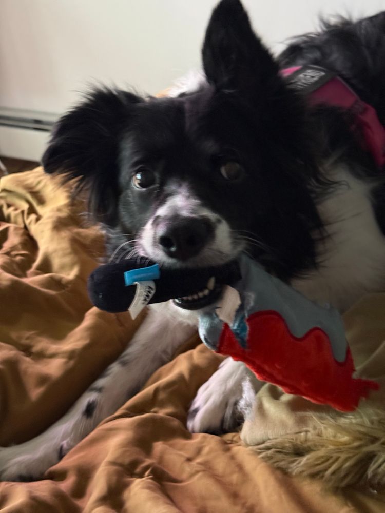 Border collie dog with stuffed bloody butcher knife dog toy.