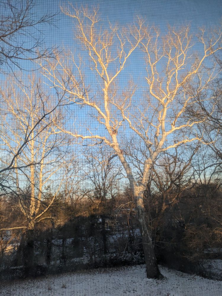 A winter scene through screen of a majestic Sycamore tree along the South Shunga Creek, Shawnee County, Kansas with most of its bark gone so a white core is exposed to the elements.
