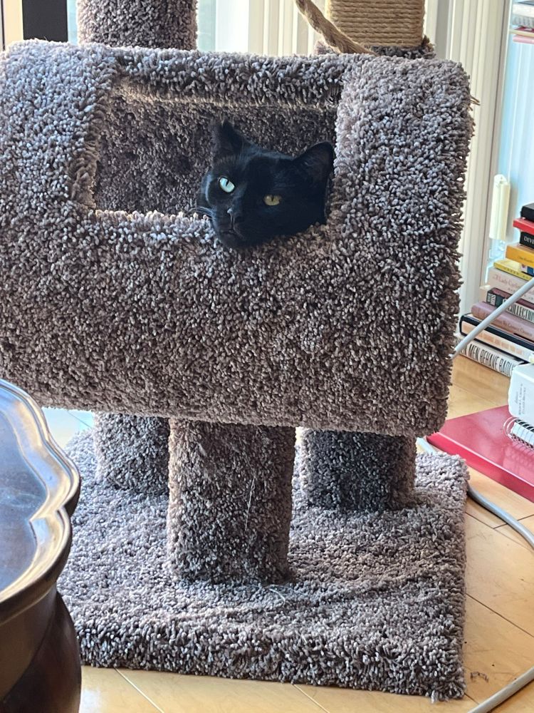 My black cat chilling in her cat tree. 