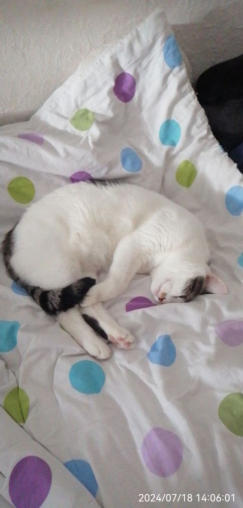 Ebony, grau weiß geschickter Kater, in niedlicher ausgestreckter Schlafhaltung auf meiner bunt gepunkteten Bettdecke