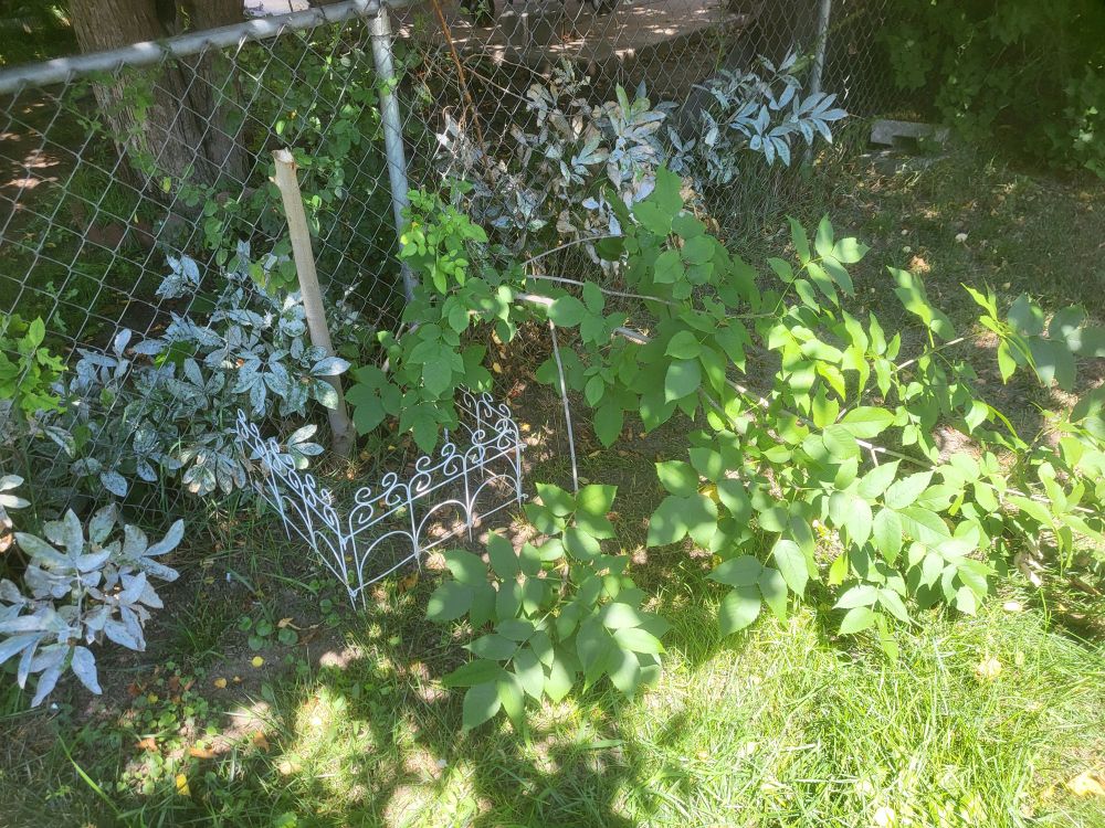 A very small and dainty white wire fence has been pushed into the ground around the remaining half of the sapling. On the property line, a dozen peonies coated in powdery mildew reach through the chain link fence.