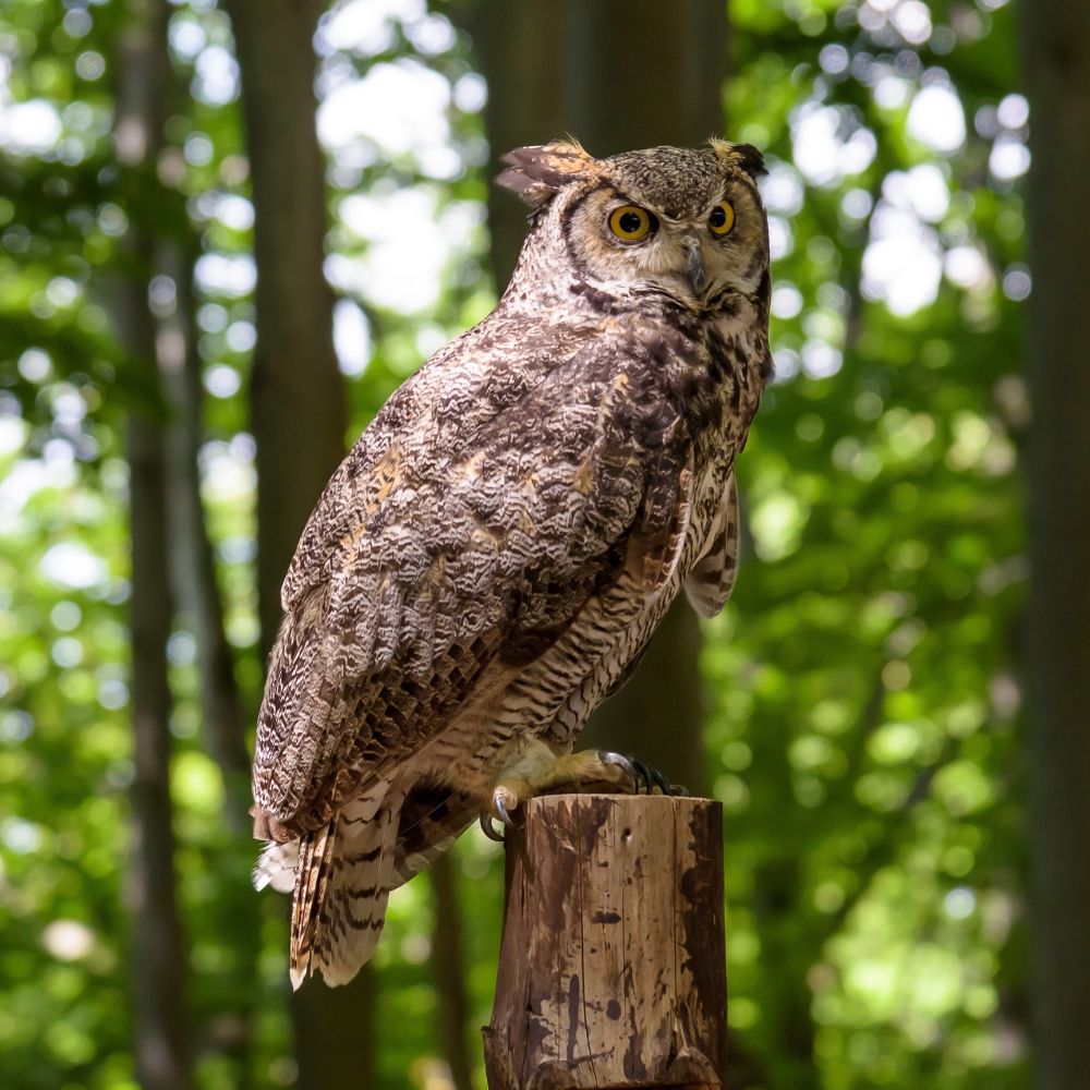 Profile of a large bird sitting on a tree trunk facing the camera. Brown and grey feathers, large size, conspicuous "ear" tufts, white throat, horizontal bars on belly.  Yellow eyes and large claws.