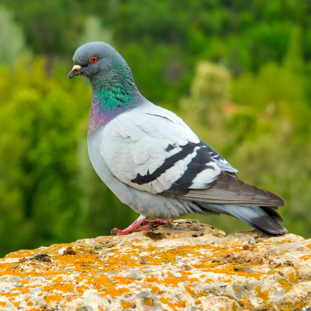 This profile of a pigeon on a rock, which has a dark greenish-grey head, neck and reddish-purple iridescence along its neck and wing feathers. Their white lower body has two black bars on its pale grey wings. Dark ends of the wings on the tail.