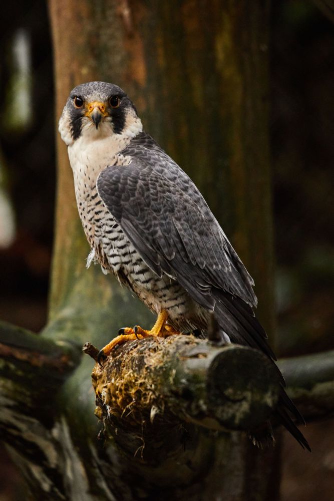 beautiful falcon perched on tree with blurred background. It is a large, crow-sized falcon, with a blue-grey back, barred white underparts, and a grayish-black head. Beak and claws are yellow as are their eyes.
