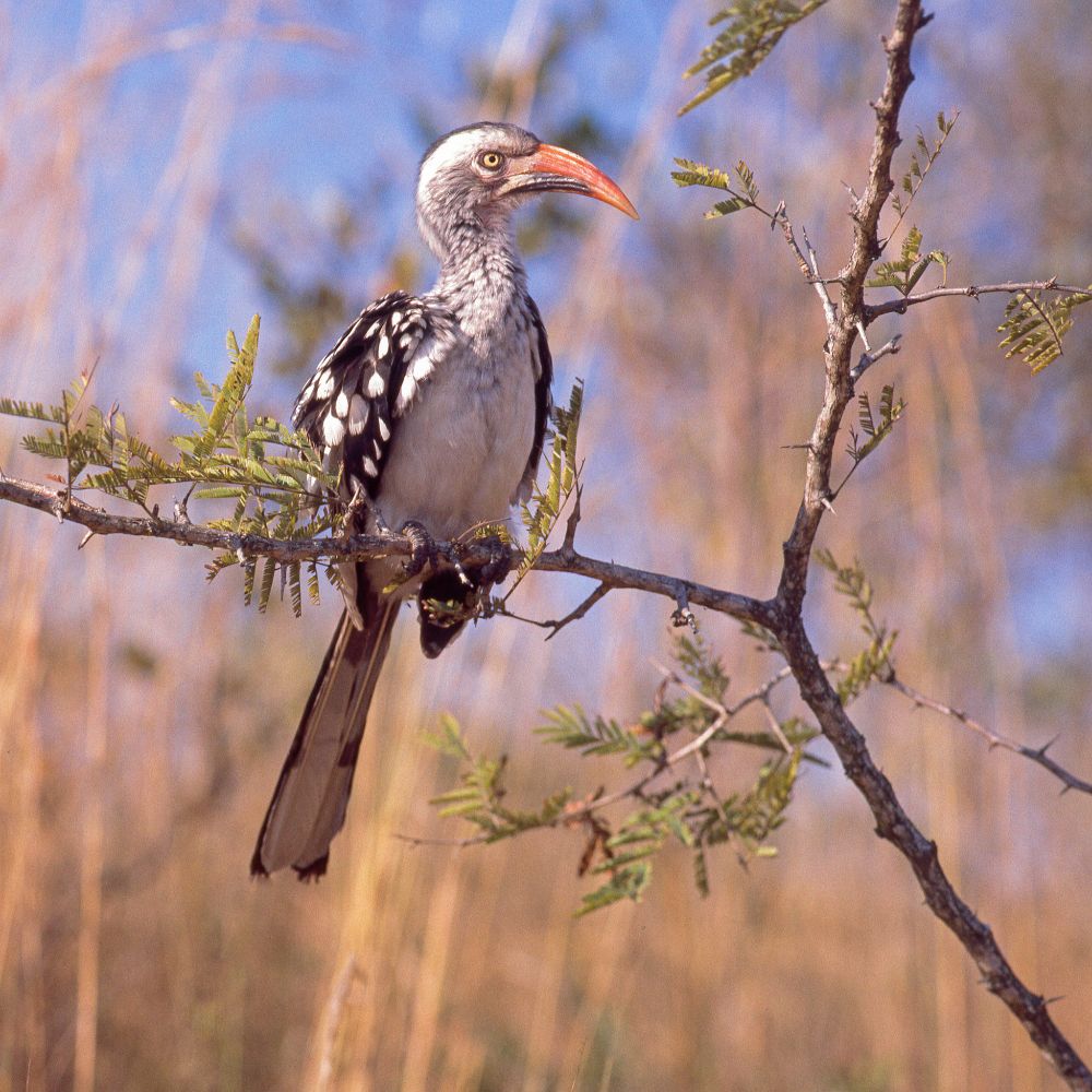 This bird, sitting on a branch looking to the right side of the photo, has mainly whitish underparts and head, grey upperparts, long tails, and a long curved red bill which lacks a casque.