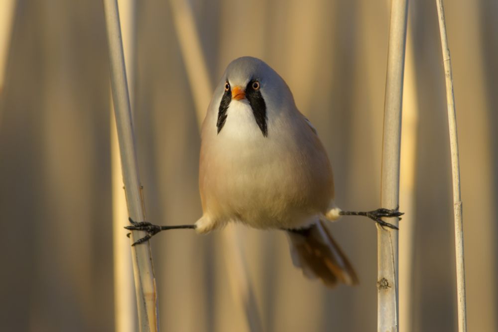 Bird perched between two reeds with a light background. It has bright cinnamon-brown plumage, long tail, and yellowish bill; males have blue-gray head and broad black mustaches as shown. Found across areas of the U.K., Europe and Asia and remain year-round residents in their local range.
