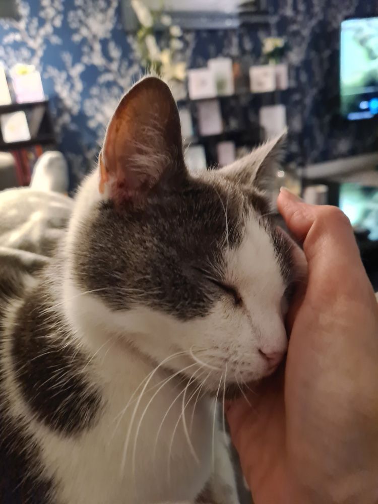 The same grey and white cat leaning into a human hand that is scratching her below the ear