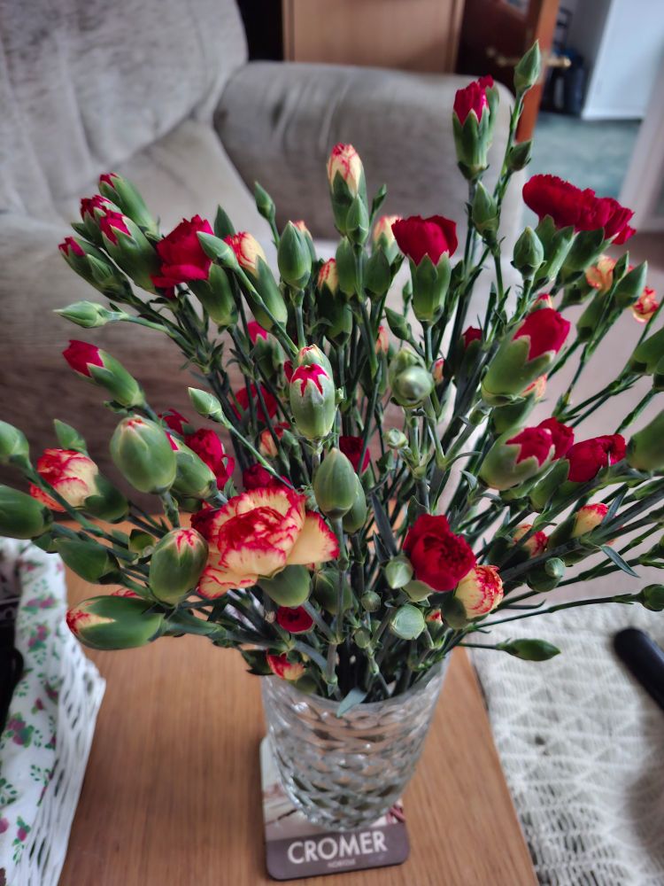 Carnations in a vase