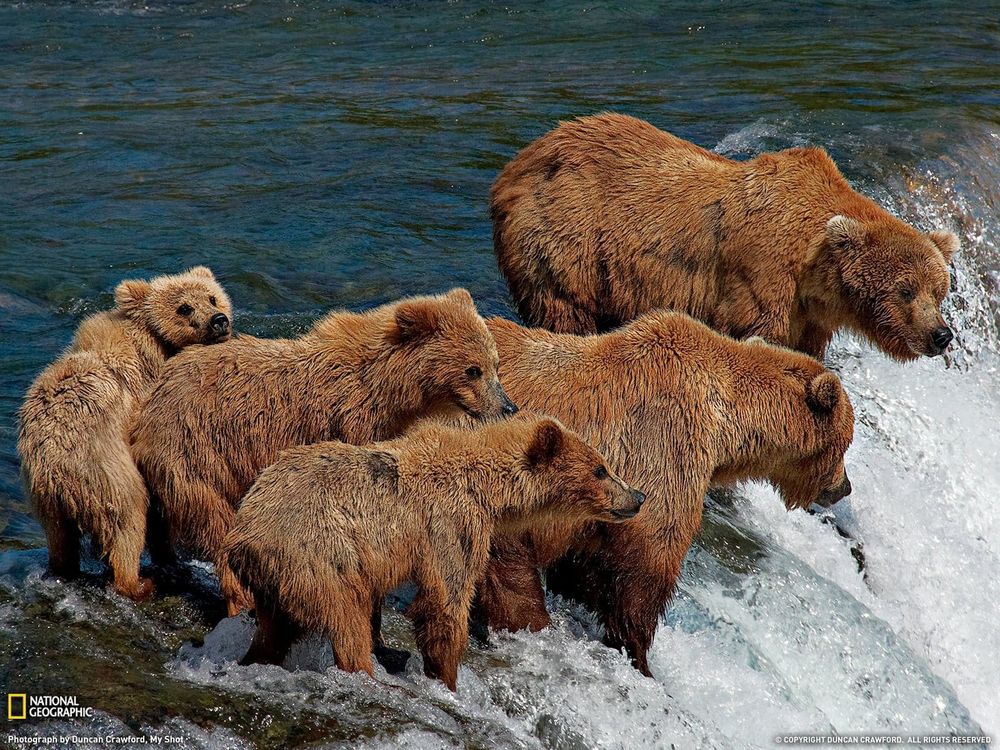 many bears