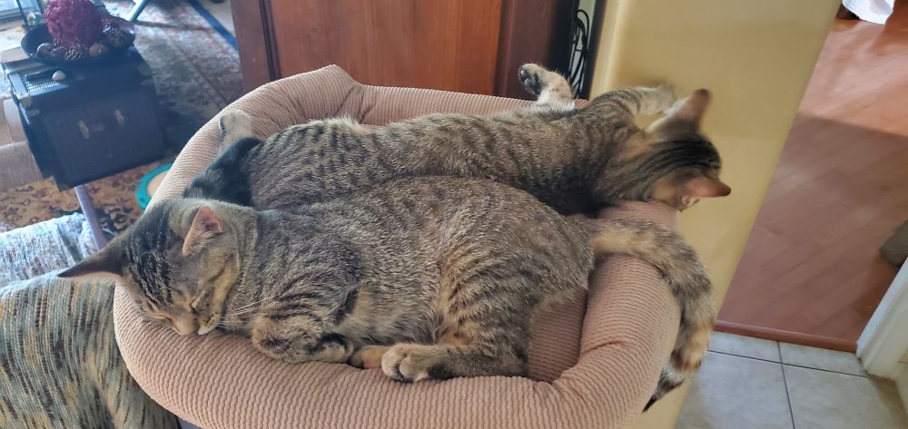 Two domestic short hair kittens lazy sleeping in a pile.