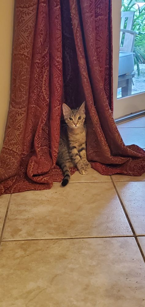 Ready for the weekend.

Domestic short hair kitten waking up.