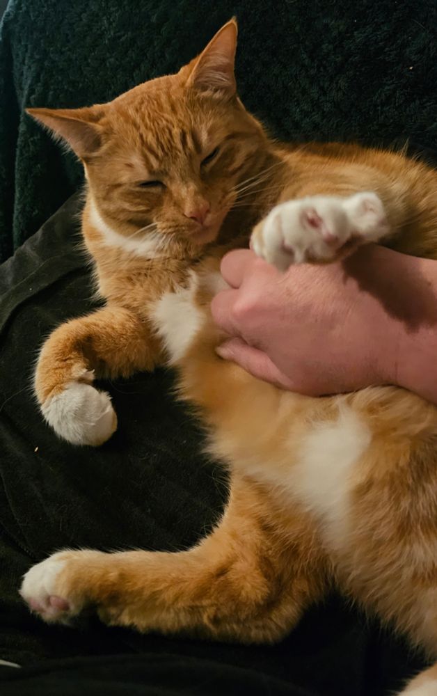 Ginger cat, belly rub.