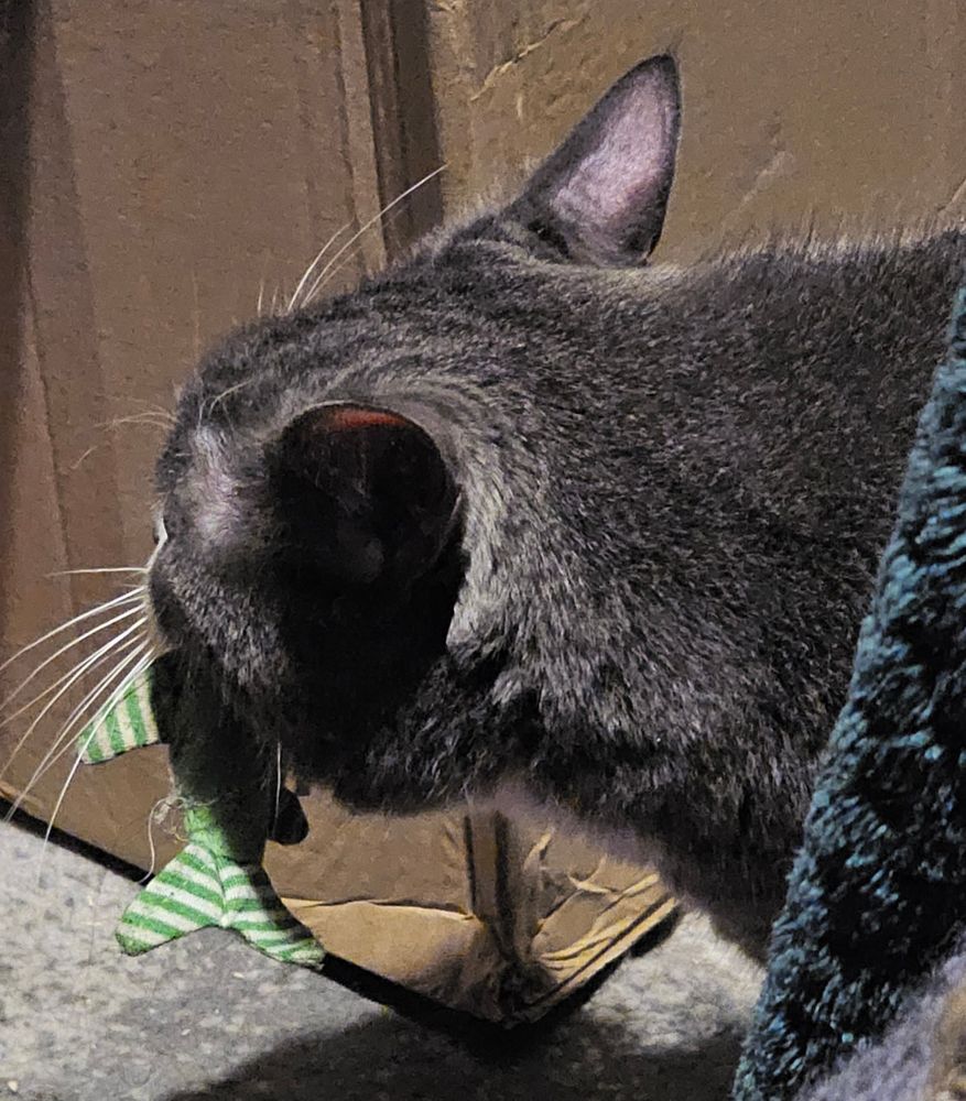 Grey cat with toy green fish in mouth.