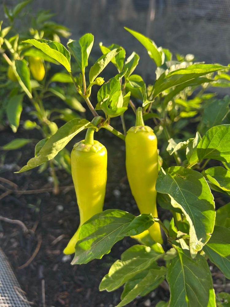 Banana peppers turning yellow