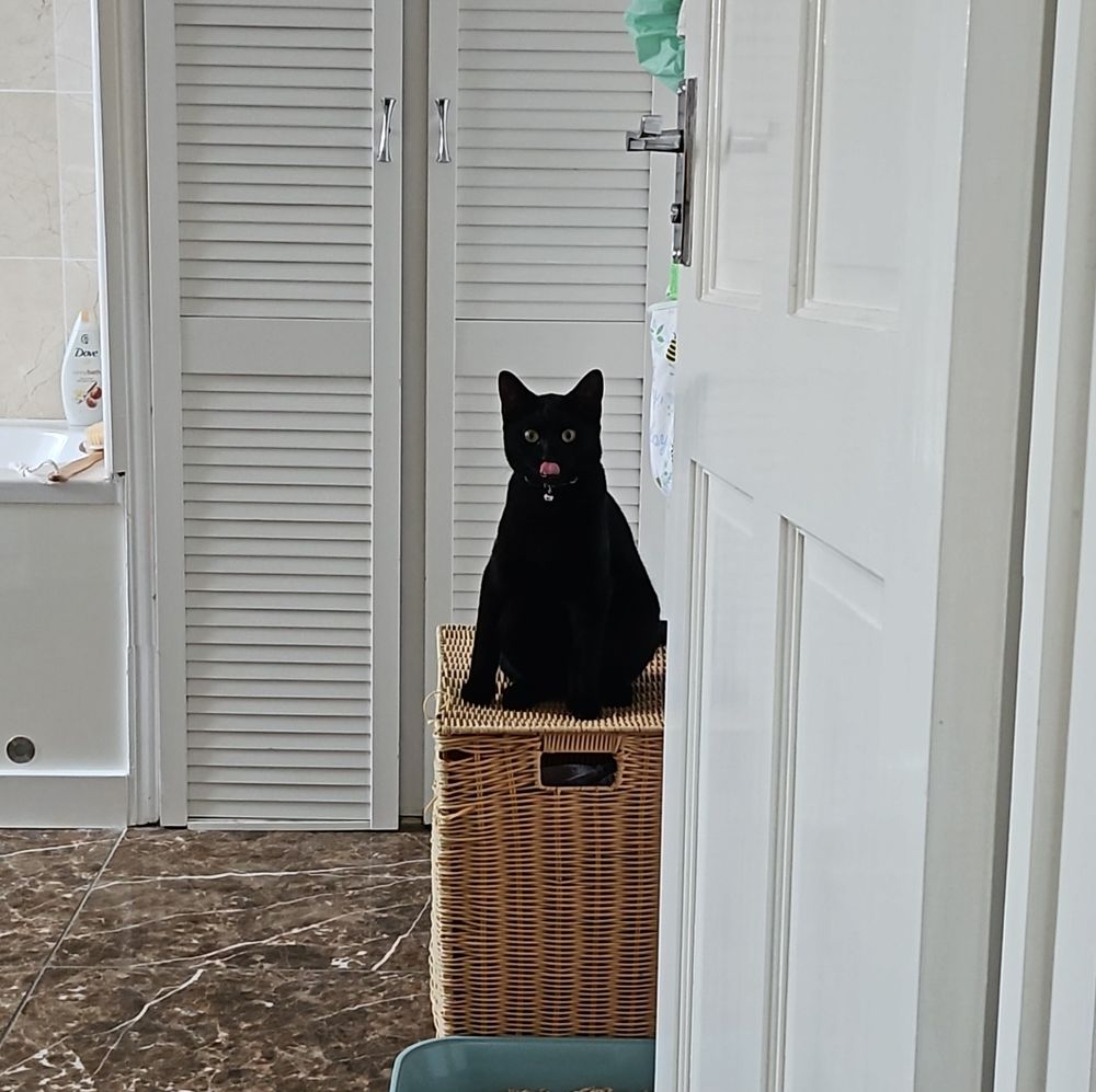 A black cat sitting on a wicker basket in a bathroom, tongue poking out and staring very intensely into camera 👁