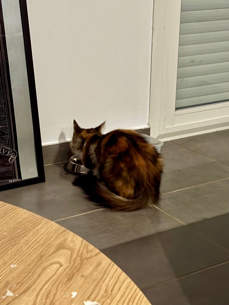 Photo d'une petite chatte tricolore qui mange des croquettes dans une gamelle