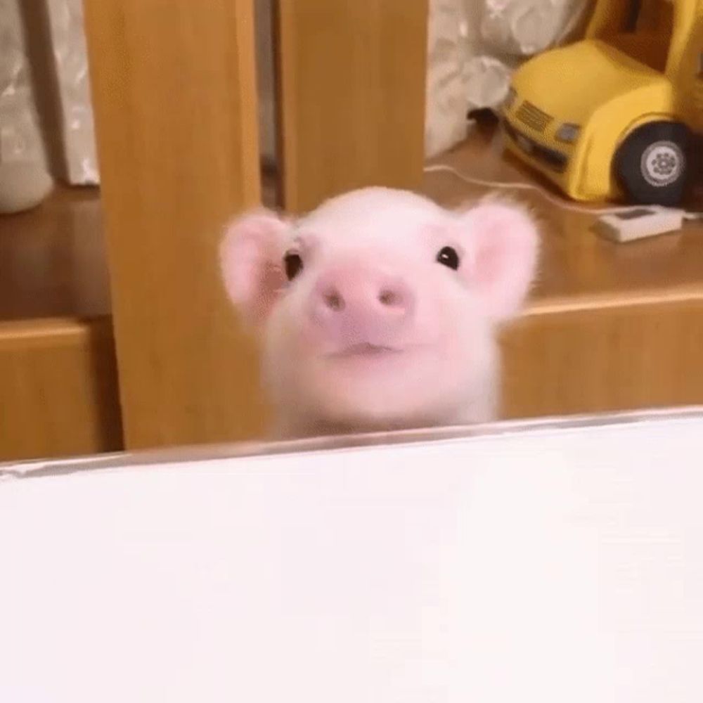 a small pink pig is looking at the camera while standing on a table .